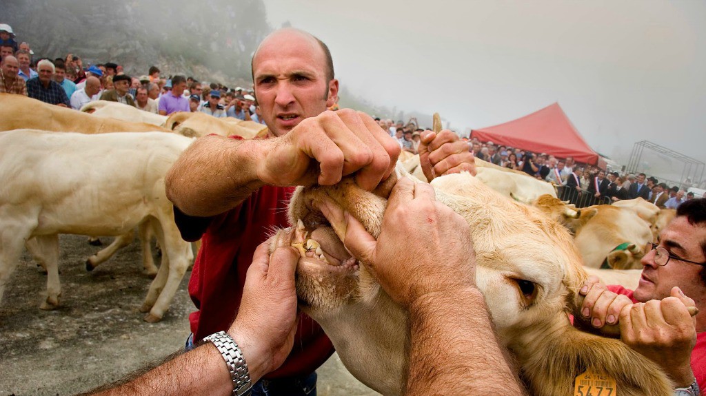 Tributo de las Tres Vacas, Roncal - Turismo en Navarra